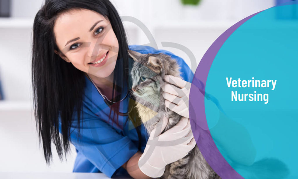 Veterinary Nursing Level 3 – One Education