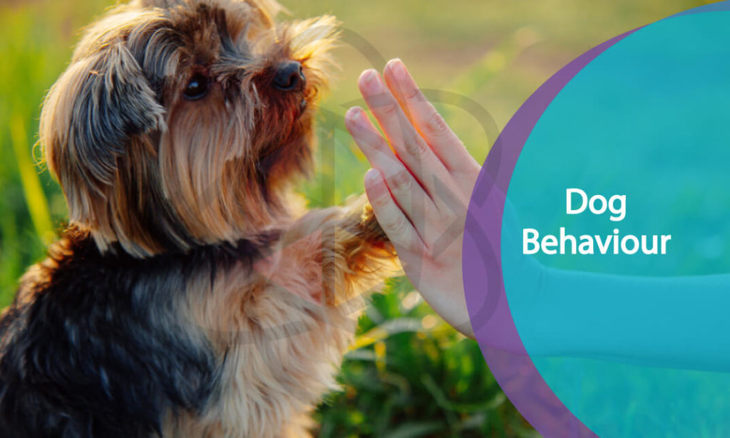 Dog Behaviour and Training One Education