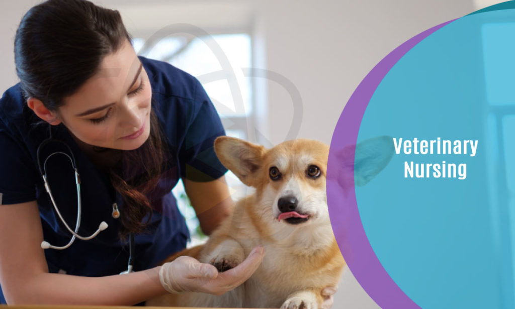 Veterinary Nursing Fundamentals One Education