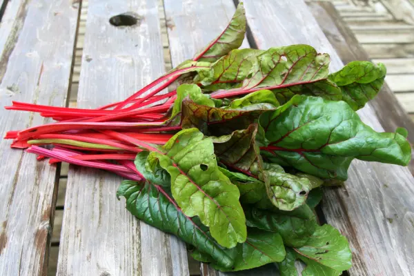 Swiss Chard for Healthy Foods to Eat Everyday